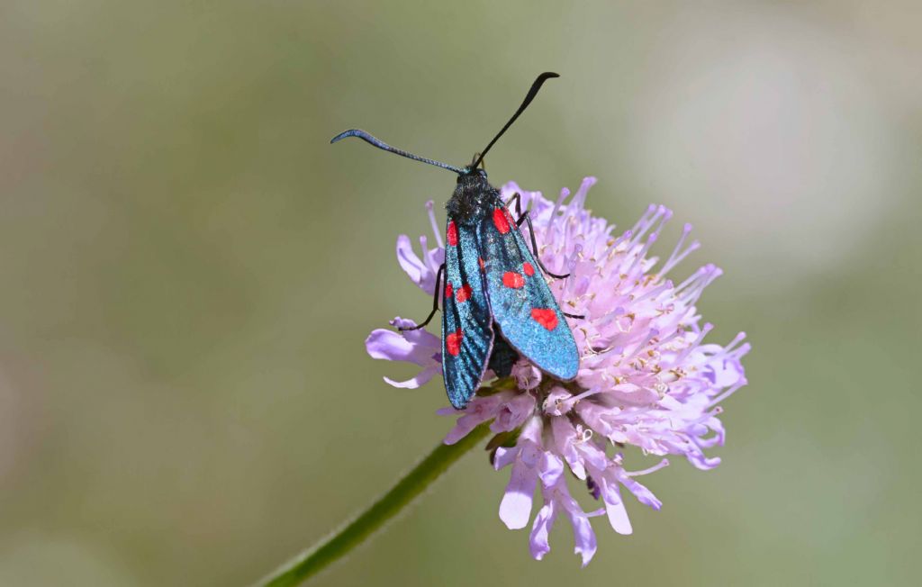 Conferma Zygaena filipendulae. No, Z. lonicerae - Zygaenidae